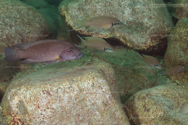 Neolamprologus cf. modestus 'Maleza Island'
